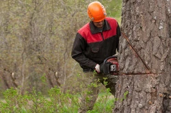Paysagiste disponible rapidement pour l'abattage d'un arbre   