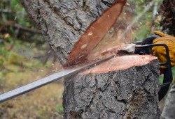 Paysagiste professionnel pour tailler des arbres fruitiers ou d'ornement  